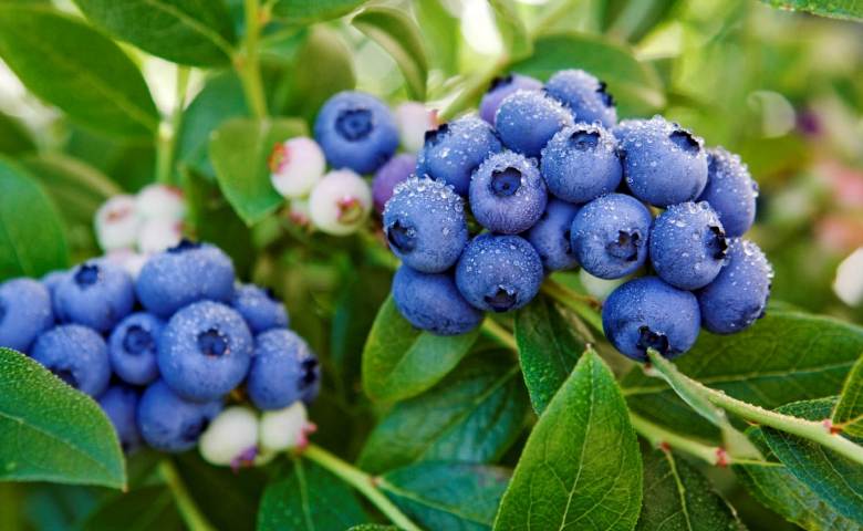 Blue Blueberry: Buah Super untuk Otak dan Anti-Penuaan